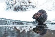 Load image into Gallery viewer, beaver in canada
