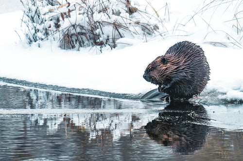 beaver in canada