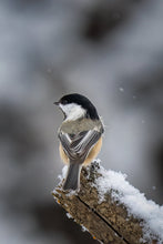 Load image into Gallery viewer, portrait of a chickadee
