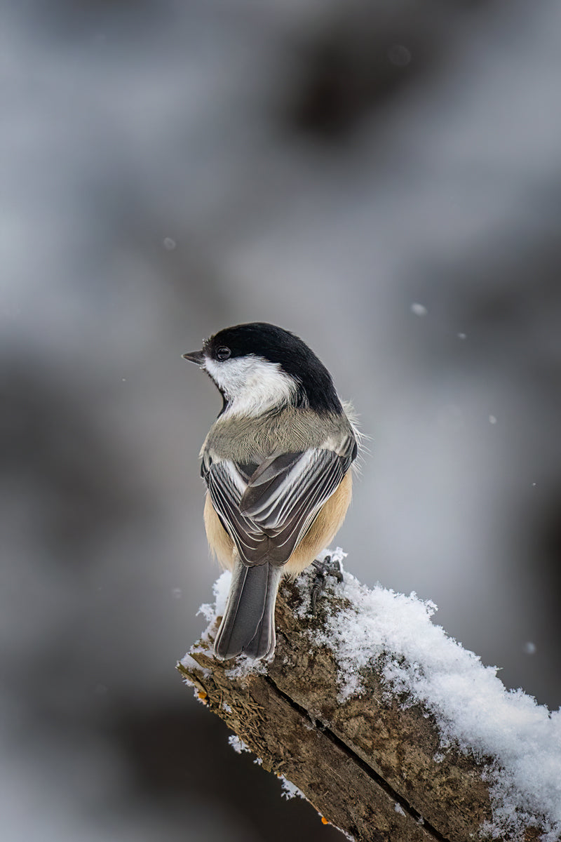 portrait of a chickadee