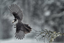 Load image into Gallery viewer, portrait of a flying gray jay
