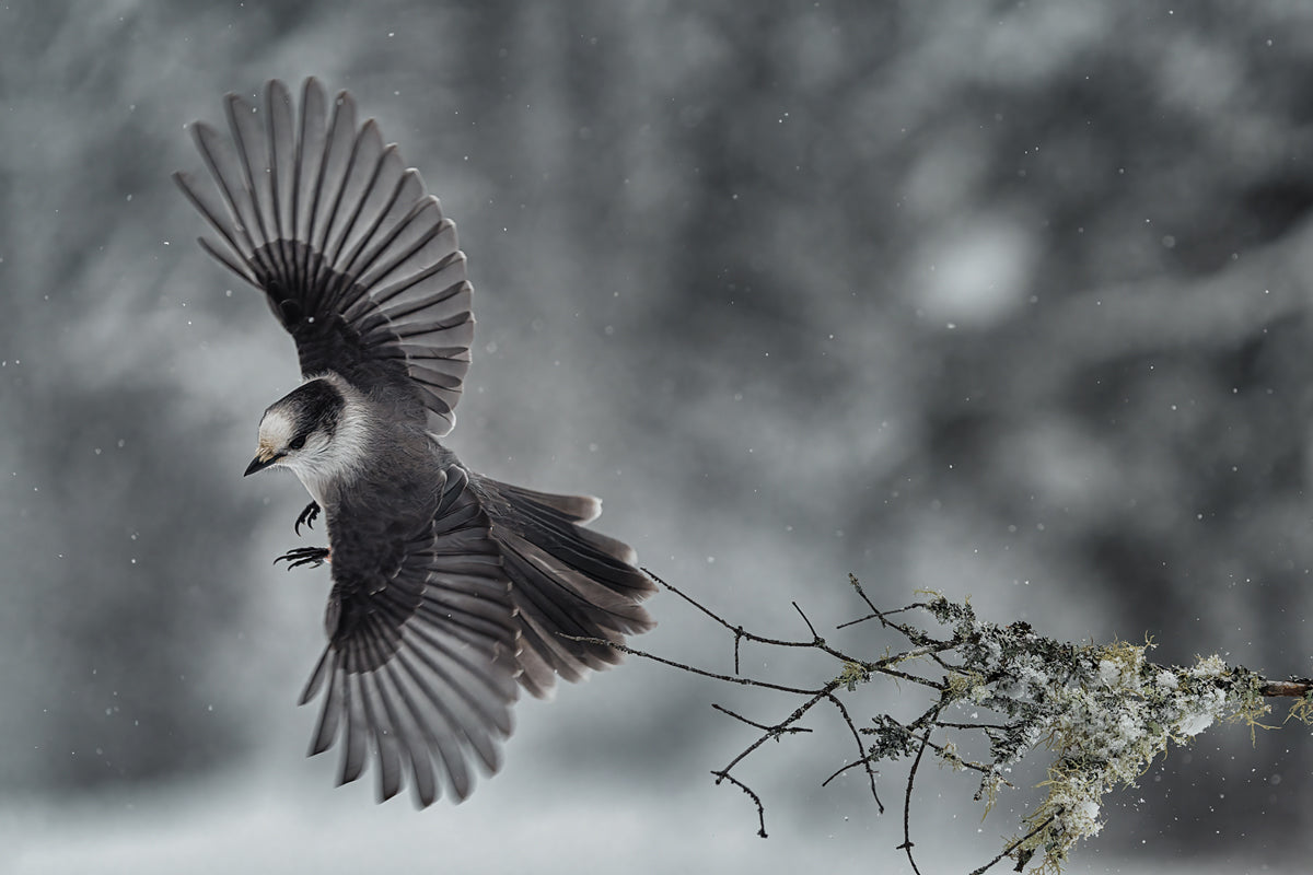 portrait of a flying gray jay