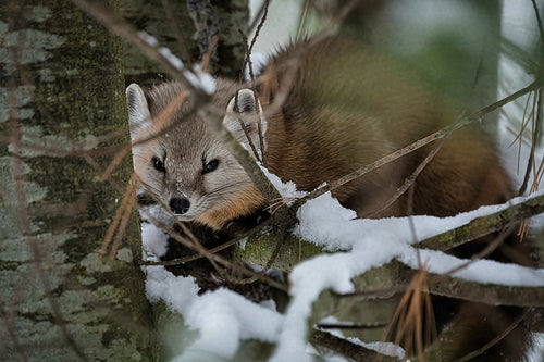 pine marten