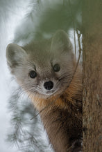 Charger l&#39;image dans la galerie, portrait of a pine marten
