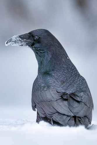 portrait of a raven in the snow