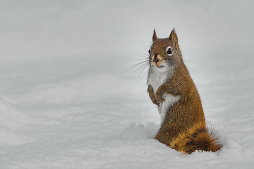 red squirrel surrounded in snow