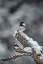 Load image into Gallery viewer, portrait of two chickadees
