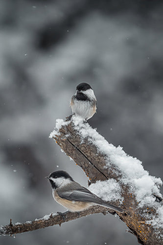 portrait of two chickadees