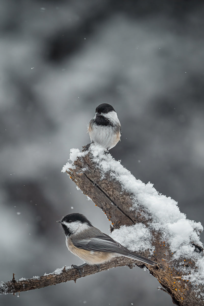 portrait of two chickadees