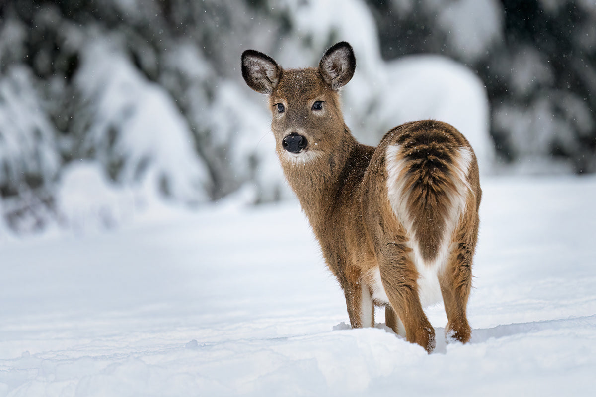 portrait of a white tailed deer calf