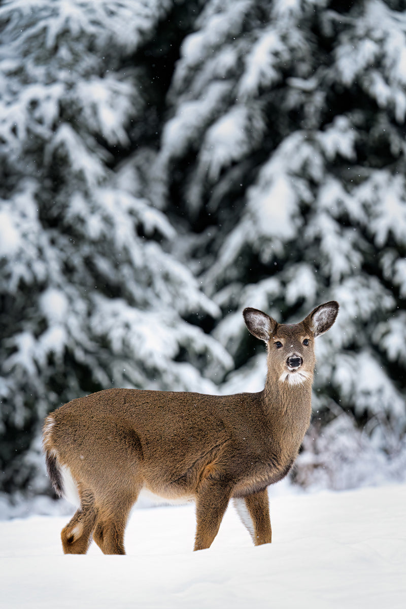 portrait of a white tailed deer