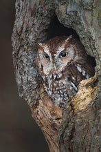 Charger l&#39;image dans la galerie, Red faced eastern screech owl in Ontario Canada
