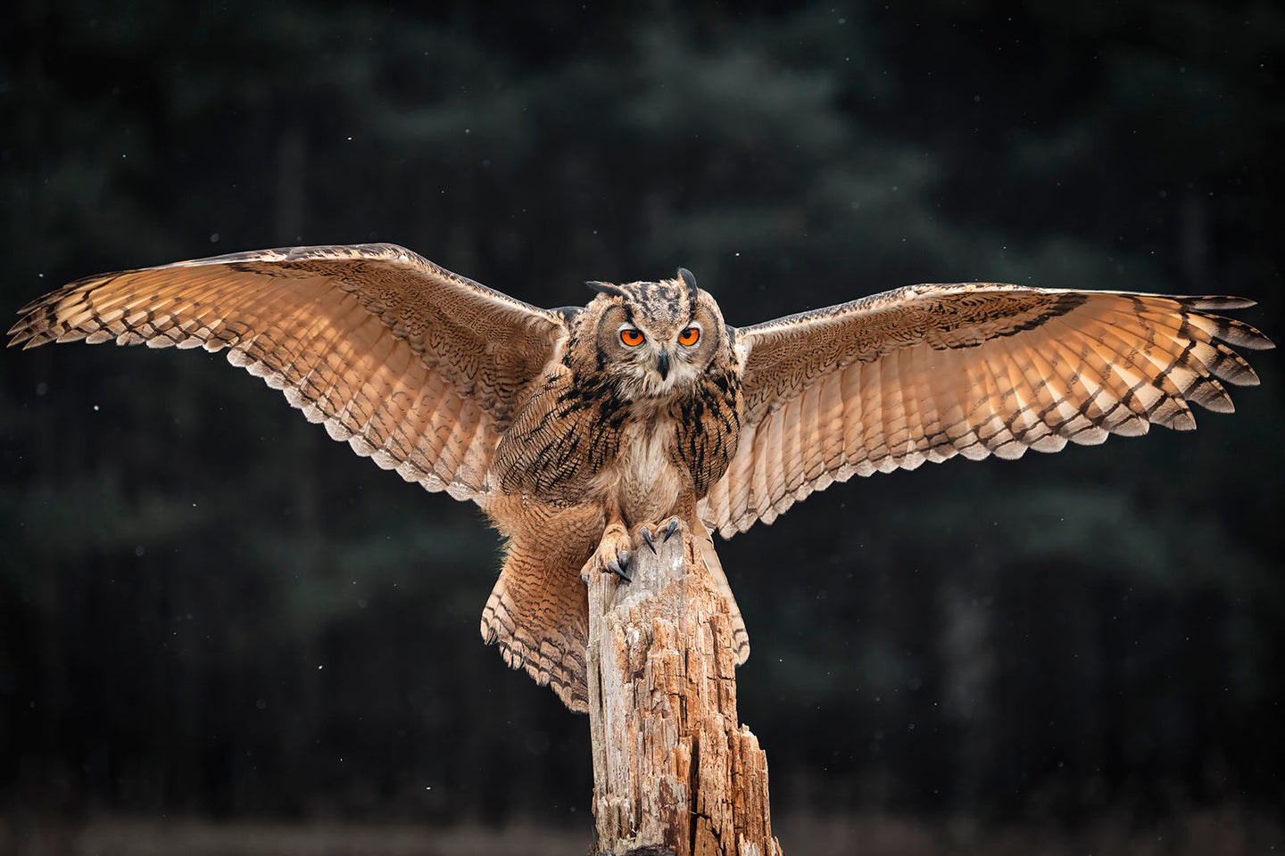 Eurasian eagle owl