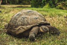 Load image into Gallery viewer, galapagos giant tortoise 
