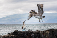 Load image into Gallery viewer, blue footed booby admiring a galapagos brown pelican
