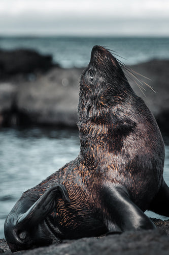 profile of a galapagos sea lion