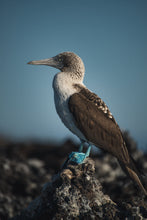 Cargar imagen en el visor de la galería, blue footed booby in galapagos
