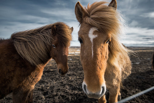 two iclandic horses