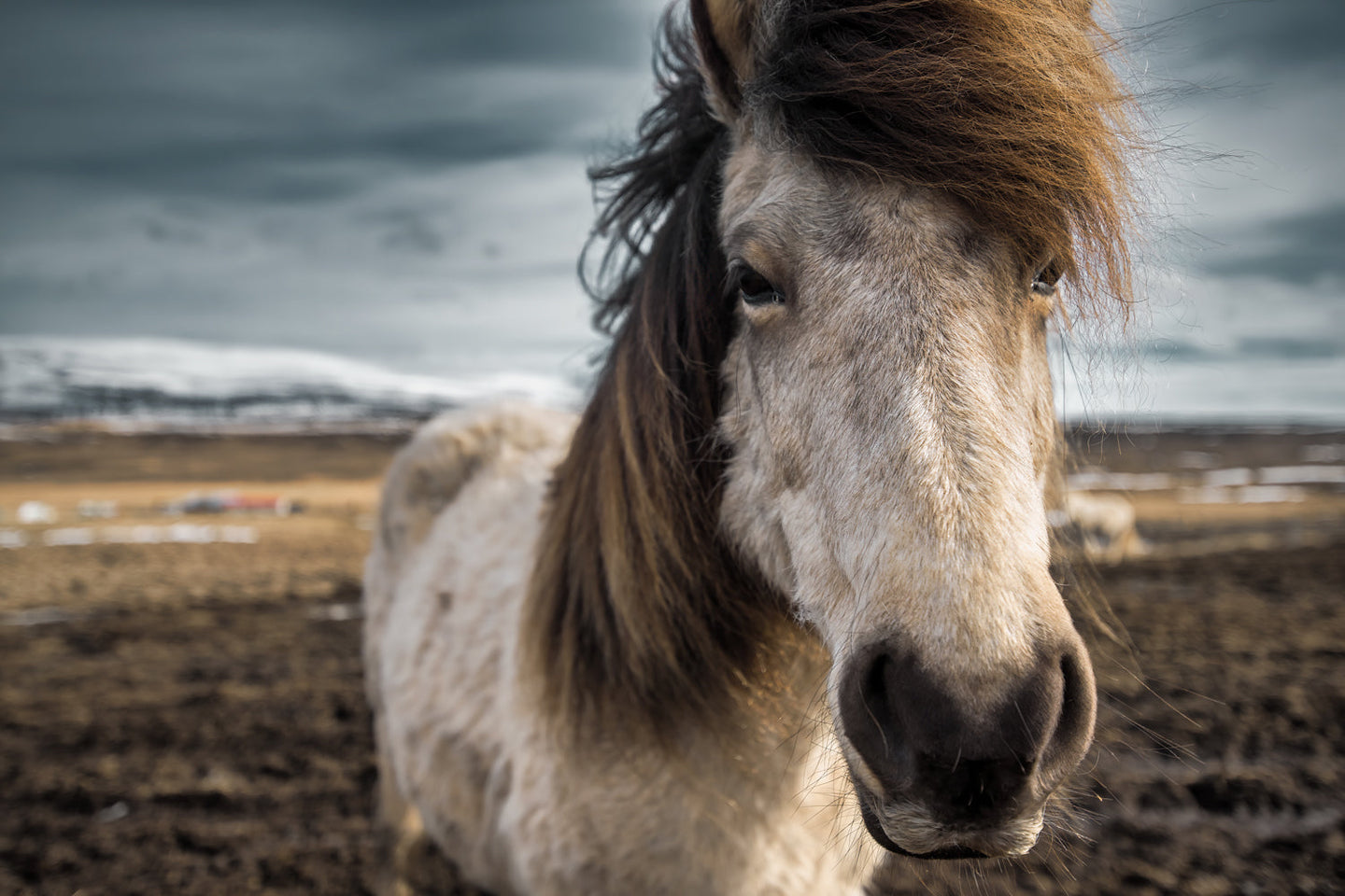 portrait of an icelandic horse