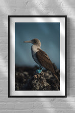 Cargar imagen en el visor de la galería, Blue Footed Booby on Lava Rock
