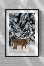 Load image into Gallery viewer, Winter portrait of a White Tailed Deer
