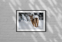 Load image into Gallery viewer, Portrait of a White Tailed Deer Calf
